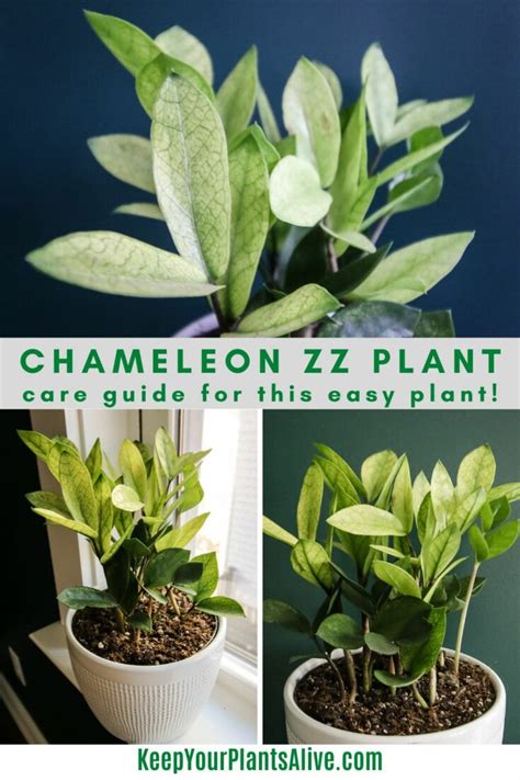 Chameleon ZZ Plant A Complete Care Guide Keep Your Plants Alive