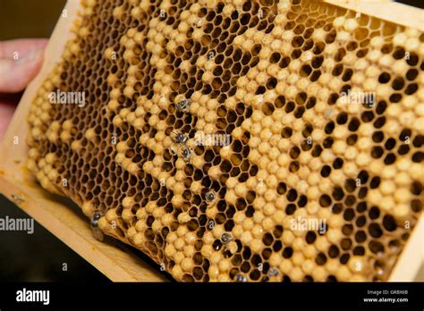 Honeycomb cell honeycomb cells hi-res stock photography and images - Alamy