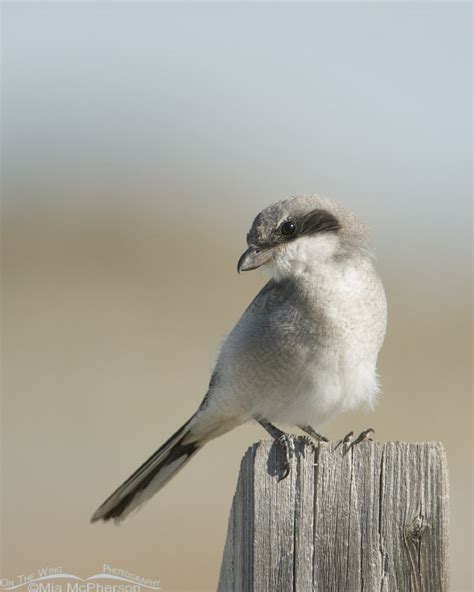 Juvenile Loggerhead Shrike On A Post On The Wing Photography