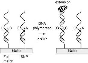 SNP Genotyping Using The Primer Extension Approach On The Gate Surface