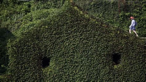 Photos: An abandoned Chinese village has been reclaimed by nature