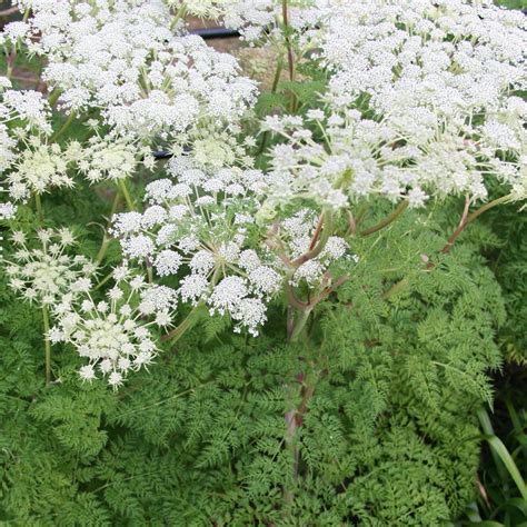 Buy milk parsley Selinum wallichianum: £5.49 Delivery by Crocus