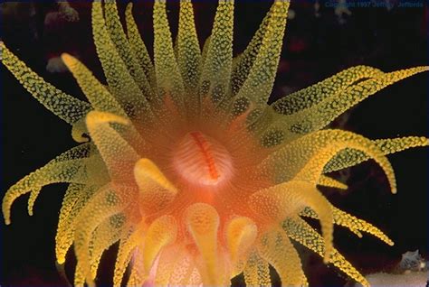 Single Yellow Coral Polyp Tubastrea Sp