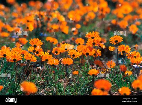 Namaqua Daisy Hi Res Stock Photography And Images Alamy