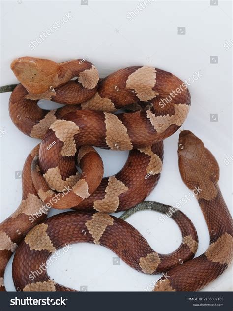 Venomous Copperhead Snakes Pattern On White Stock Photo 2136802165