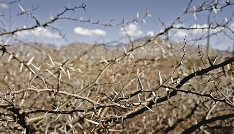 Higher Call Ministries Working Amid Thorns And Thistles