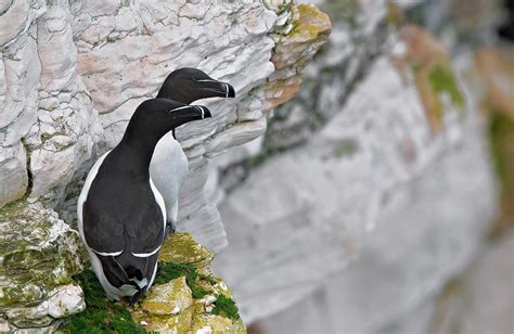 Seabirds workshop at Bempton Cliffs - Craig Jones Wildlife Photography