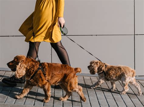 The Ultimate Guide To Hiring A Dog Walker What To Look For And Ask