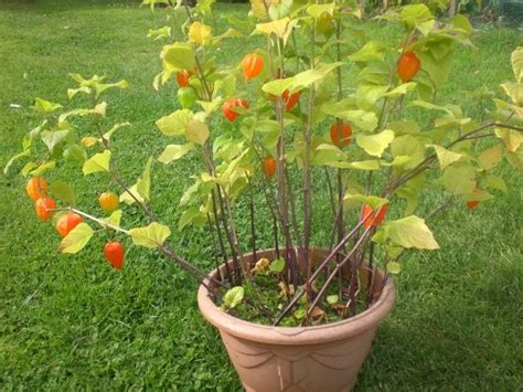 Garden Seasons: Japanese Lantern Plant 7th Sept.