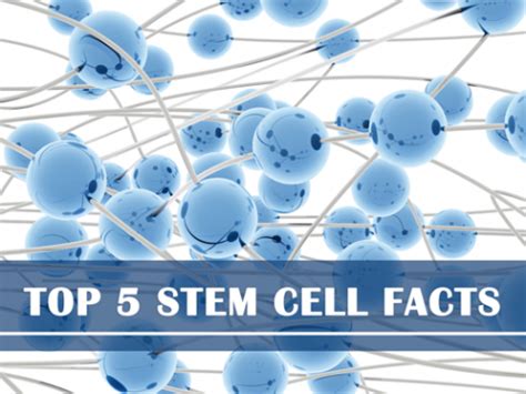 Interesting Stem Cell Facts Medcells Cord Blood Banking