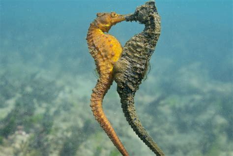 Los Caballitos De Mar Mueren De Amor Sabes Por Qu Ya Te Enteraste