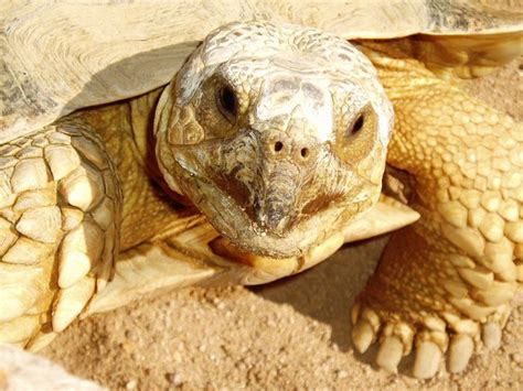 Asian Forest Tortoise Learn About Nature