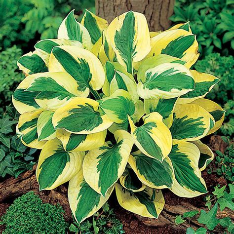 Hosta Brim Cup Hostas A E Roots And Rhizomes