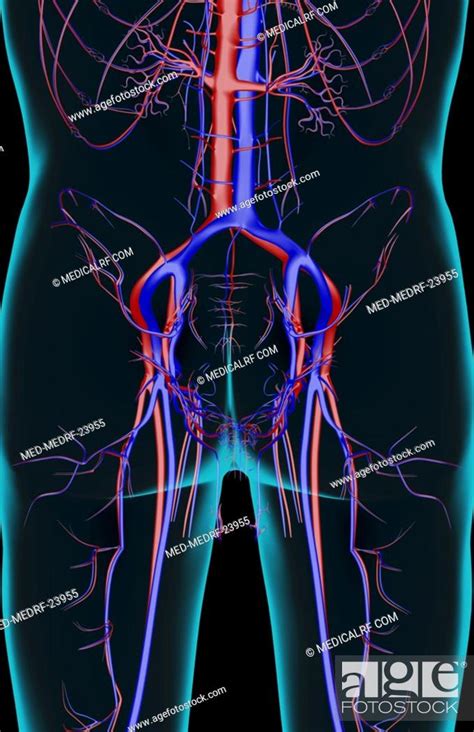 The Blood Supply Of The Pelvis Stock Photo Picture And Royalty Free