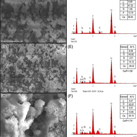 SEM Micrographs And EDX Analysis Of CS After Different Immersion Times