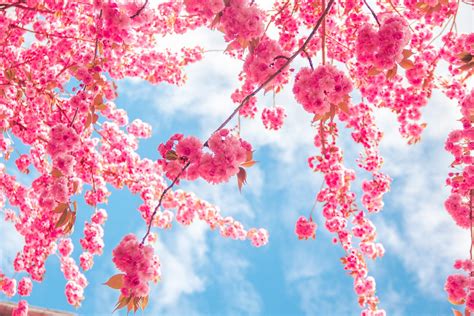 Pink Tree Wallpapers Top Free Pink Tree Backgrounds Wallpaperaccess