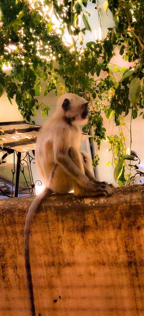 Indian Monkey { Langoor } | Monkey photography, Indian monkey, Monkey ...