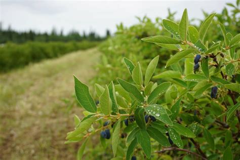 How The Haskap Berry Survives Arctic Temperatures Modern Farmer