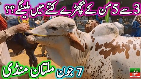 Multan Cow Mandi Fresh Latest Update Today June Cow Mandi