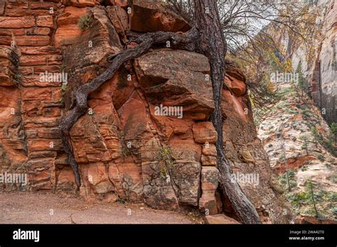 A Pine Tree Growing On The Edge Of A Rock Wall With Large Roots Exposed