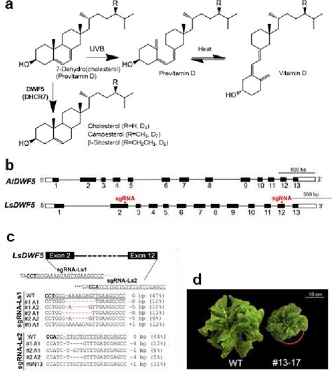 Figure From Metabolic Engineering For Provitamin D Biosynthesis In