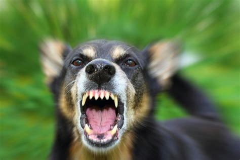 Rabid Dog Foaming
