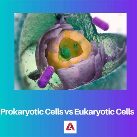 Sel Prokariotik Vs Sel Eukariotik Perbedaan Dan Perbandingan