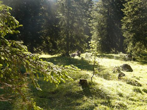 Gratis Billeder Landskab Tr Natur Skov Gr S Demark Bjerg Sti