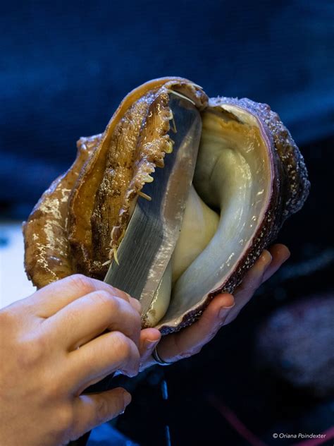 The Big Day White Abalone Captive Breeding At Uc Davis Bodega Marine Lab — Oriana Poindexter