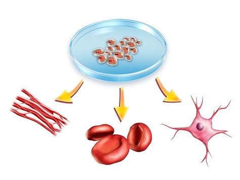 What Are Stem Cells - Stem Cells Past Present And Future Stem Cell ...