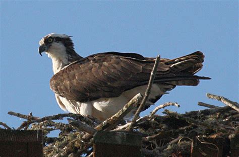 Pandion haliaetus - The Osprey