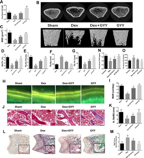 Exogenous Hydrogen Sulfide Alleviated Osteoporosis Induced By Dex A