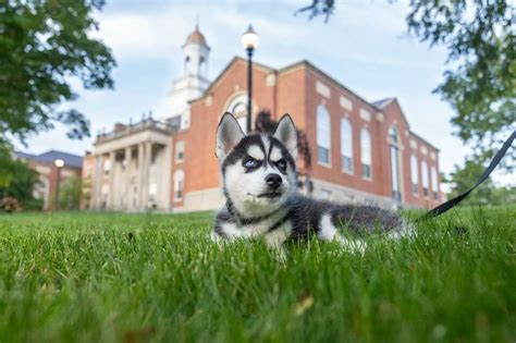 Jonathan, UConn Husky mascot, stays home from Final Four trip to Ariz.