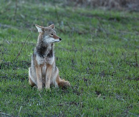 Coyote Hd Wallpaper