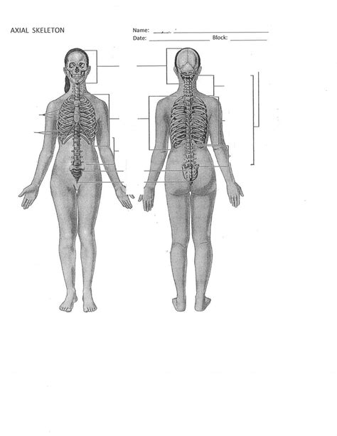 Axial Skeleton Diagram Part 2 Diagram Quizlet