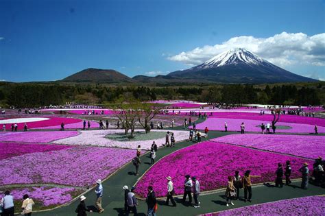 Mtfuji Shibazakura Flower Festival At Lake Motosuko Motosuko Lake