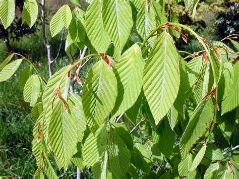 Fagus Engleriana Seemen Ex Diels 1900 Fagaceae Sinónimo Flickr