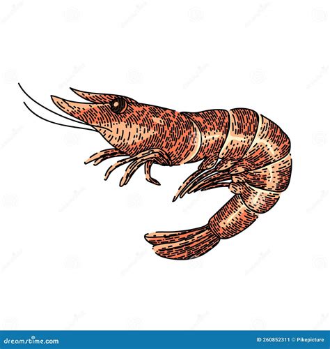 Shrimp King Tiger Cartoon Vector Illustration