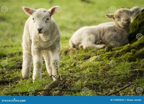 Spring Lambs stock photo. Image of grazing, agriculture - 75985650