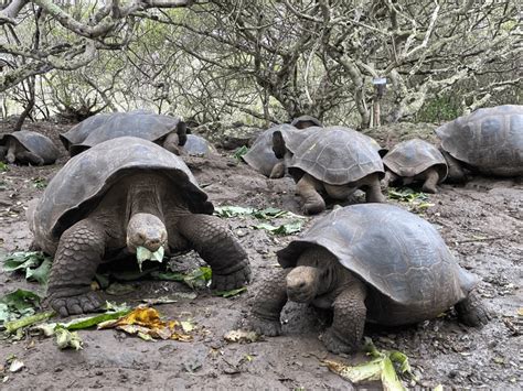 Uno De Cada Cinco Reptiles En El Mundo Se Enfrenta A La Extinci N N