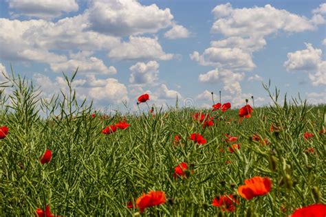 Papaver Rhoeas Common Names Include Corn Poppy Corn Rose Field