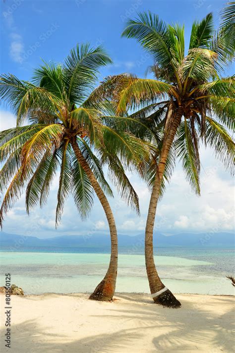 Foto De Palmeras En Una Isla Paradisiaca Del Caribe Do Stock Adobe Stock