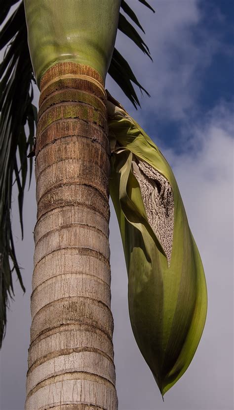 Palm,tree,seeds,seed pod,fruit - free image from needpix.com