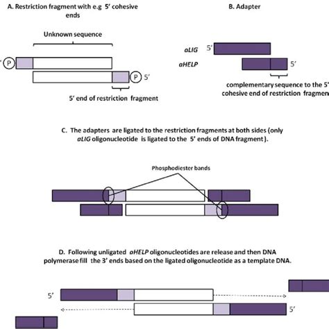 Pdf Principles And Applications Of Ligation Mediated Pcr Methods For