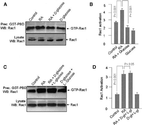Hyperglycemia inhibits retinoic acid–induced Rac1 activation. A and B ... 