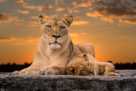 Momma Lion And Her Cub By Anthony Morganti 500px