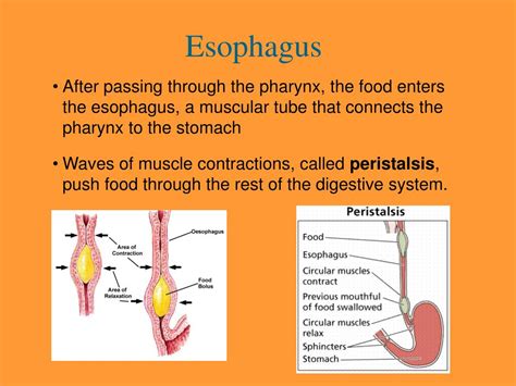 Esophagus Function