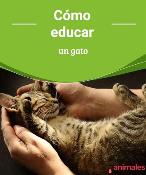 C Mo Educar Un Gato Mejor Con Mascotas Los Gatos Pueden Ser Complejos