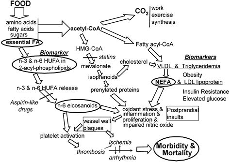 Nutrients Free Full Text Consequences Of Essential Fatty Acids