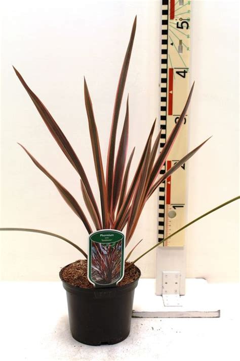 Phormium Sundowner — Plant Wholesale Floraccess